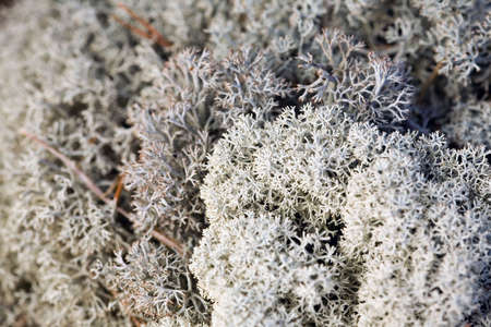 Iceland moss close up in a forestの写真素材