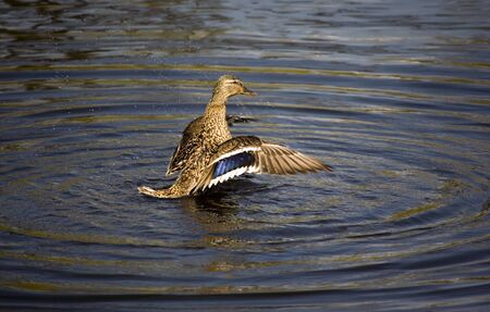 Duck in a pond in a sunny dayの写真素材