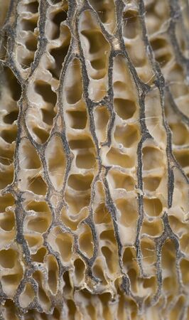 Surface of cap of morel close upの写真素材