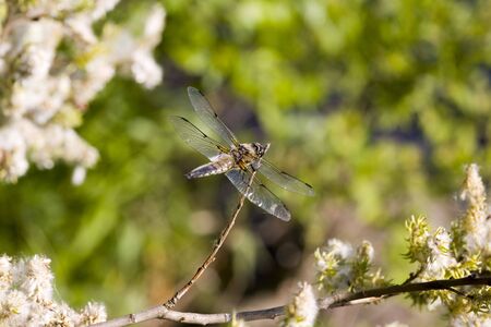 Dragonfly on a summer background in forestの写真素材
