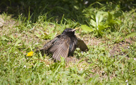 The young starling is heated in solar beamsの写真素材