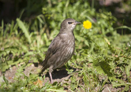 The young female starling in sunny dayの写真素材