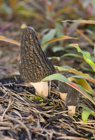  of morels in a grass