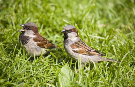 Two sparrows in a grass in the summer