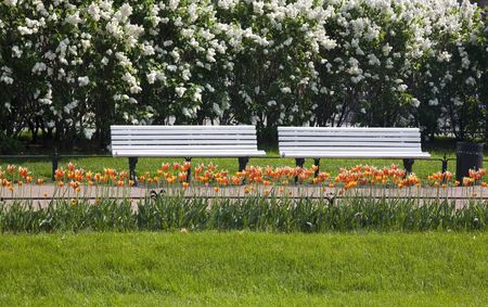 two empty benches in a parkの写真素材