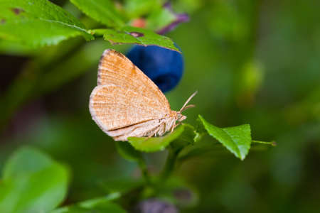 The butterfly on a bush of a bilberryの写真素材