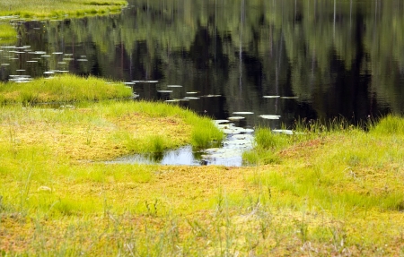 The small wood lake in bog area