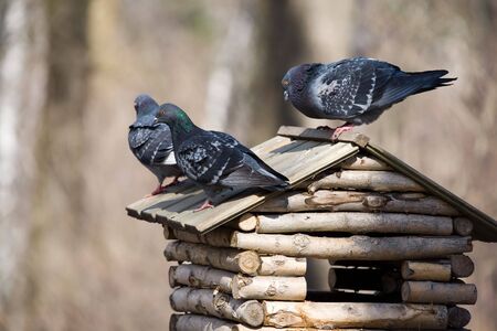 Three pigeons by a starling-house in springの写真素材