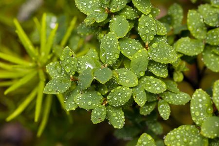 Leaves of a blueberry after a rainの写真素材