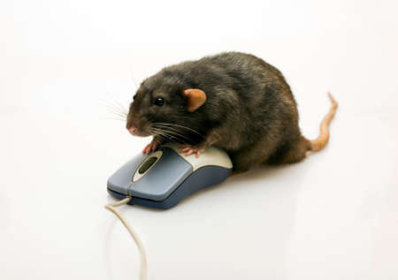 Black rat and a mouse on white background
