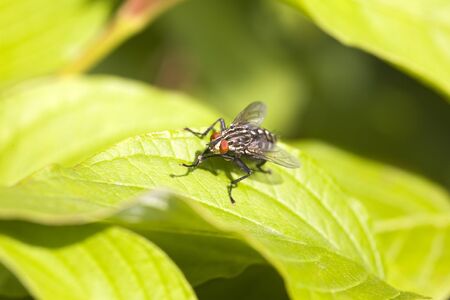 The fly among foliage in a sunny day