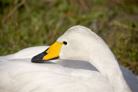 the head of the white swan in the green backgroundの写真素材