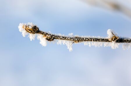 Hoarfrost on branches of a tree in winterの写真素材