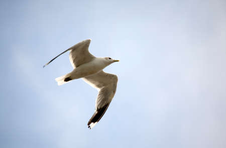 seagull soaring high in the blue cloudy skyの写真素材