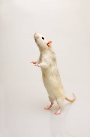 White rat on a white background standing at attentionの写真素材