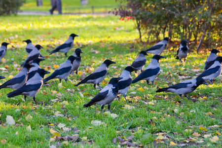 flock of city crows on the autumn lawnの写真素材