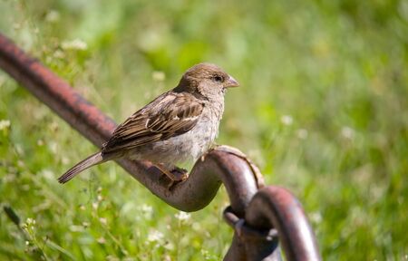 Sparrow on a fencing on a grass background の写真素材