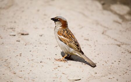 Sparrow on stone sidewalkの写真素材