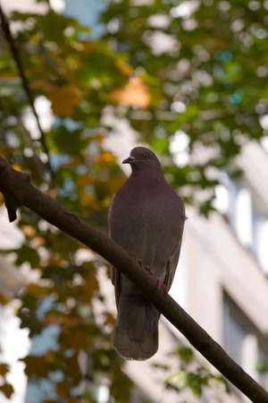 Pigeon on a branch in a autumnの写真素材