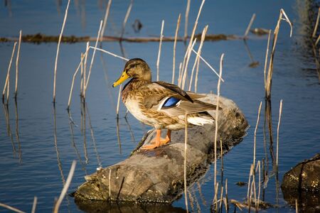 Duck on a log in sunny dayの写真素材