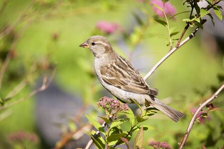 Sparrow on a branch in a sunny dayの写真素材
