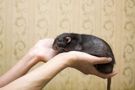 black domestic rat sitting in the armsの写真素材