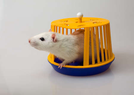 white domestic rat leaning out a small plastic cageの写真素材