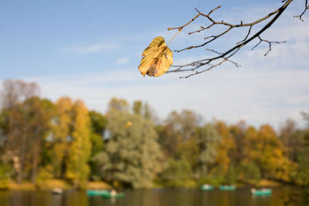 Lonely leaf on a background of autumn parkの写真素材