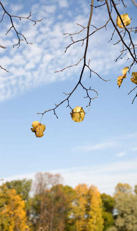 Last leaves on a background of the skyの写真素材