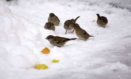Sparrows on the first snowの写真素材