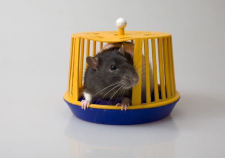 black domestic rat looking out a special small cageの写真素材