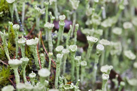 Green lichen close up in autumn forestの写真素材