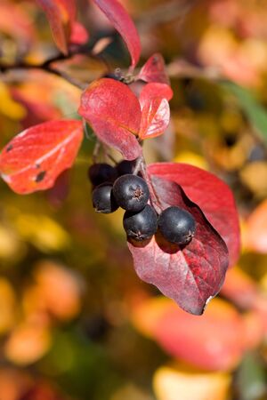berries of black chokeberry in autumn, close-up