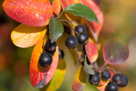 autumn cluster with berries of  black chokeberry, close-upの写真素材
