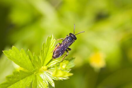 fly on a green background in summerの写真素材