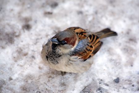 City sparrow ruffling up on the snowの写真素材