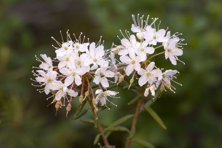 Labrador tea on a bog in forest の写真素材