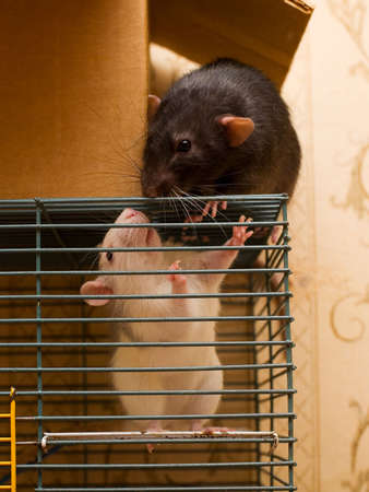 Black and white domestic rats outside and inside the cageの写真素材