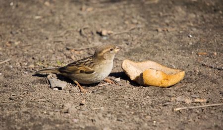 Sparrow with a piece of bread on groundの写真素材