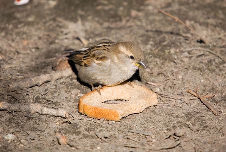 Sparrow with a piece of bread on groundの写真素材