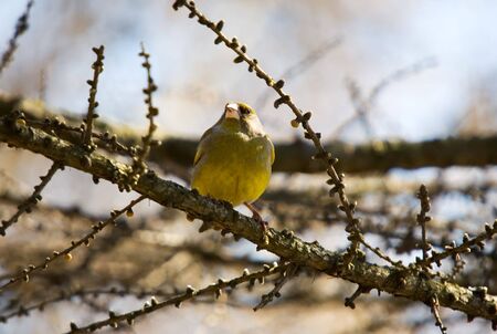 Siskin on branches of a larch in the spring