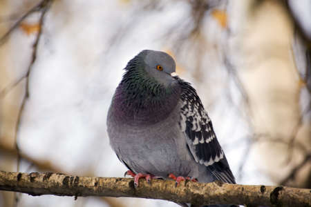 Pigeon on a branch in a cold dayの写真素材