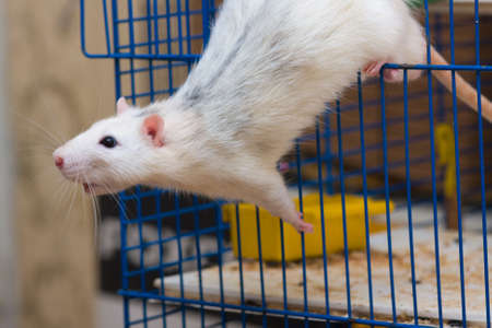 Rat jumping out of a cage close upの写真素材