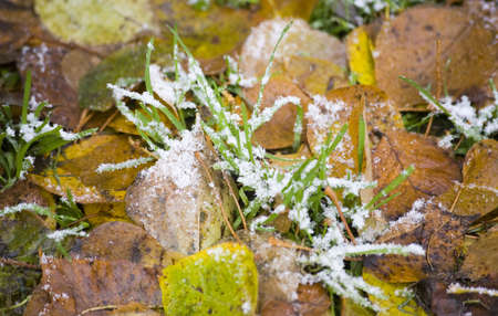 layer of fallen leaves powdered with snowの写真素材