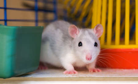 Portrait of a young house curious rat close up