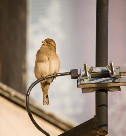 Sparrow on the television aerial close upの写真素材