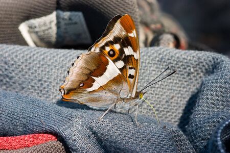 The butterfly on clothes of the tourist in a woodの写真素材