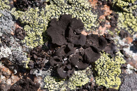 Rock with a green and black lichenの写真素材