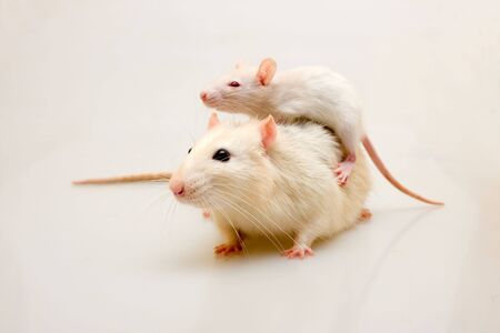 Two rats - adult and the childの写真素材