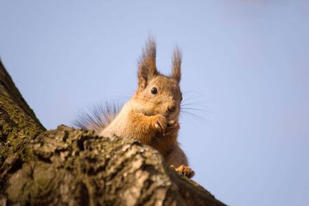 Squirrel with a nut on tree in a sunny dayの写真素材
